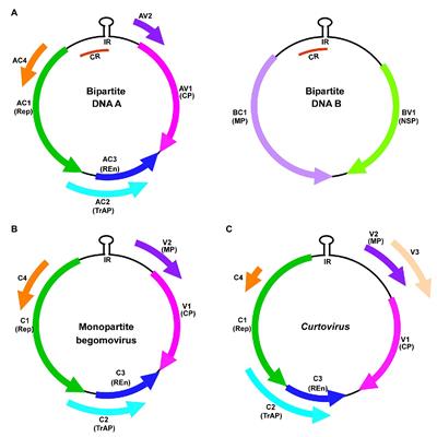 Targets and Mechanisms of Geminivirus Silencing Suppressor Protein AC2